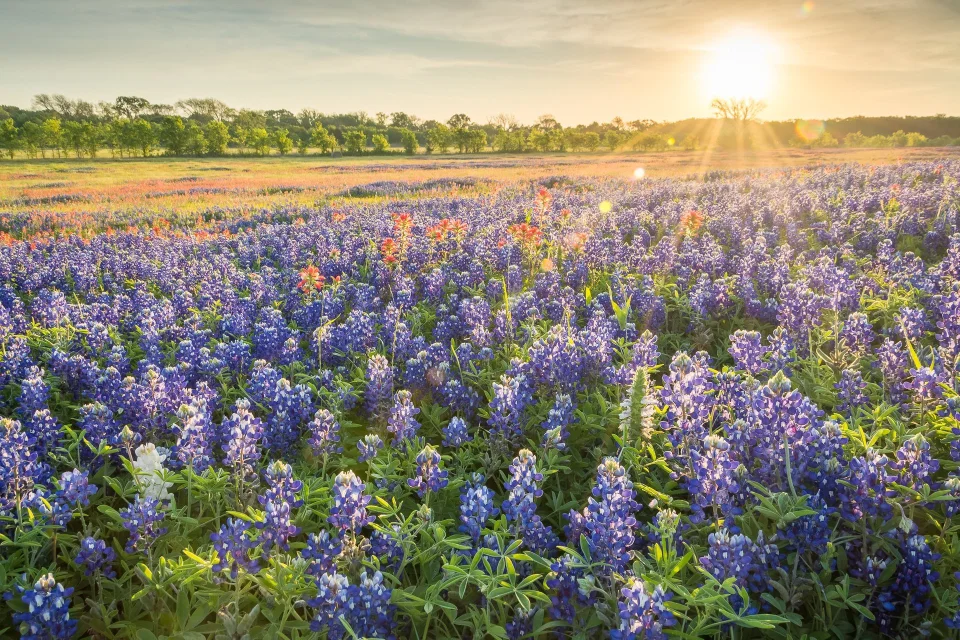 Bluebonnet Trails Festival Bluebonnet Trails Festival