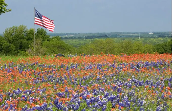 Ennis Bluebonnet Trails